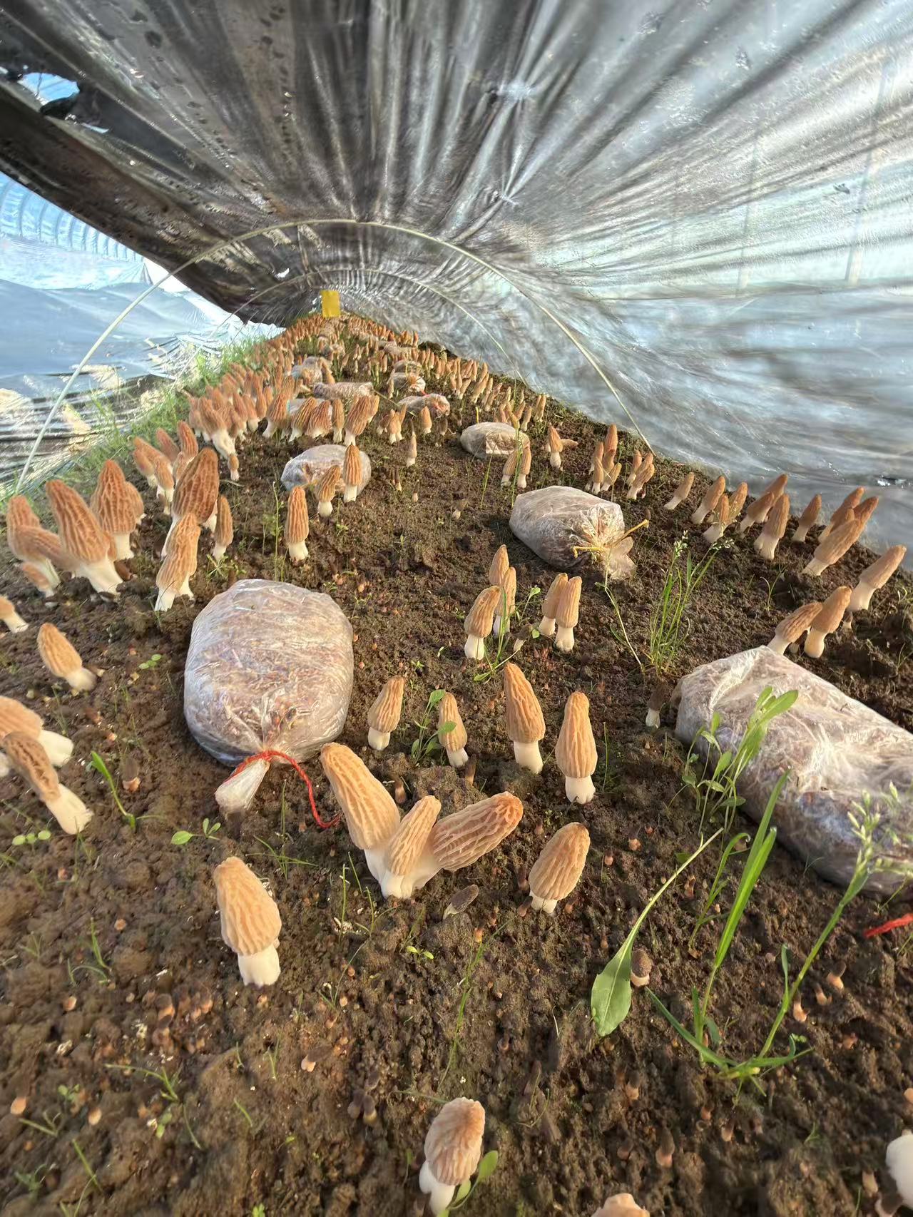 Young mushroom emerging from soil